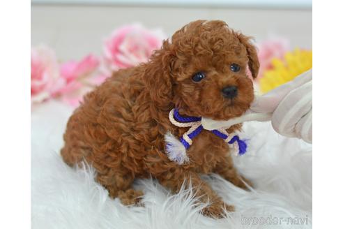 成約済の埼玉県のティーカッププードル-140349の14枚目
